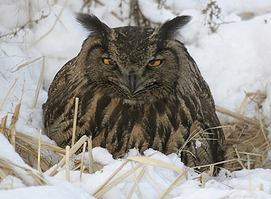Eagle Owl