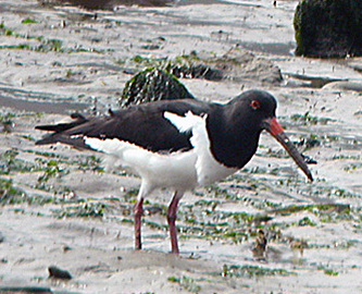 Eastern Oystercatcher