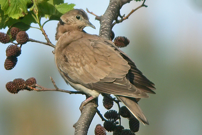 Red Turtle Dove