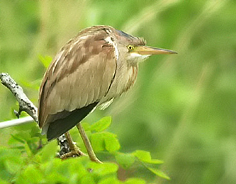 Yellow Bittern