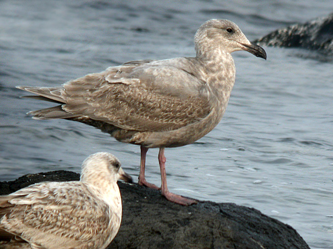 Glaucous-winged Gull