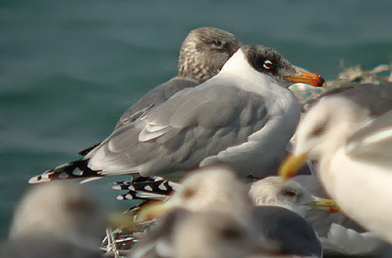 Pallas's/Great Black-headed Gull