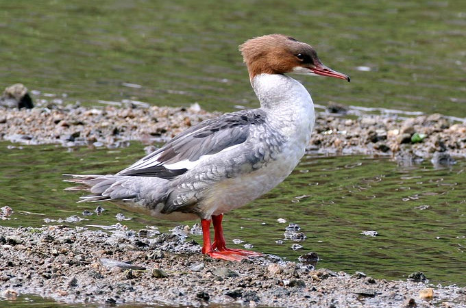 Common Merganser