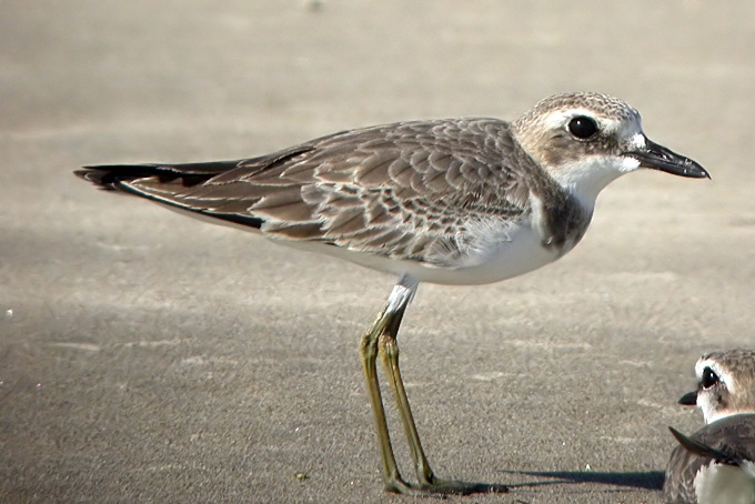 Greater Sandplover