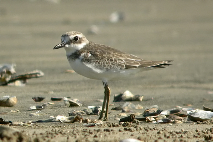 reater Sandplovers