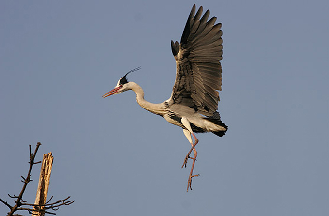 Grey Heron