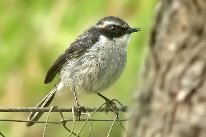 Grey Bushchat