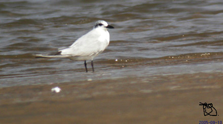 Gull-billed Tern