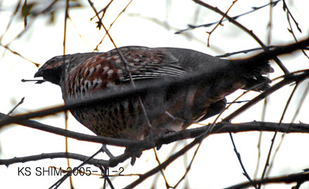 Hazel Grouse