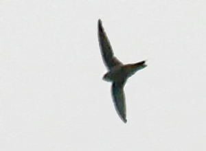 Himalayan Swiftlet