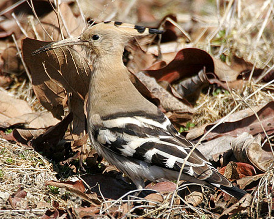 Hoopoe