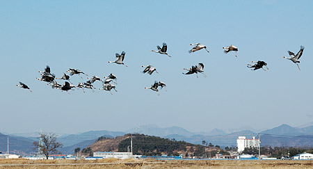 White-naped Crane