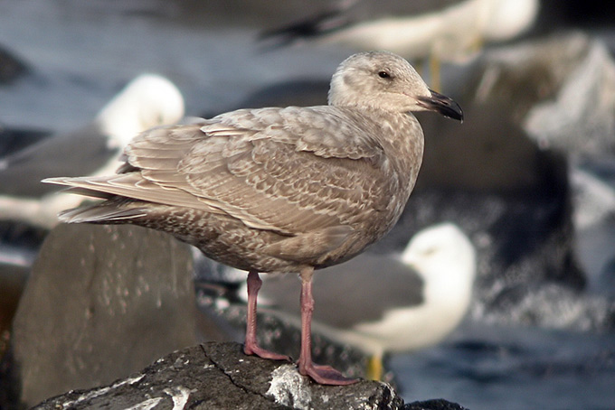 Glaucous-winged Gull