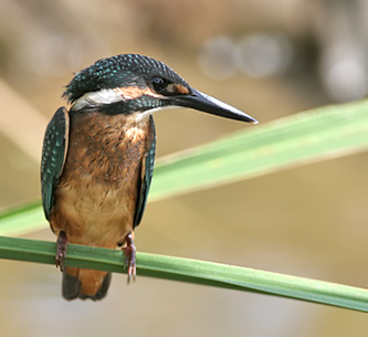 Common Kingfisher