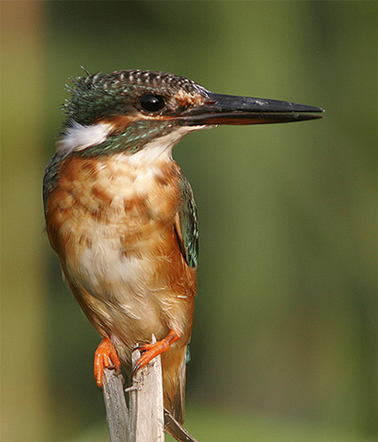 Common Kingfisher