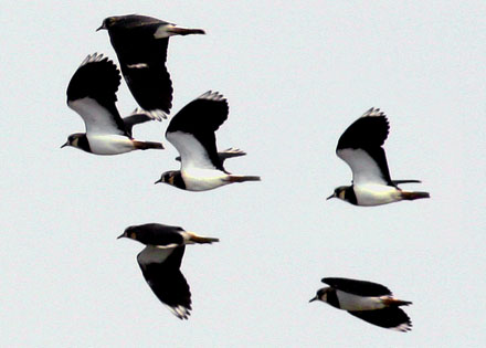 Northern Lapwing