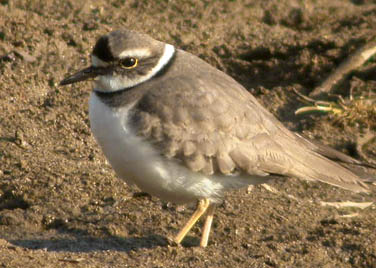 Long-billed Plover