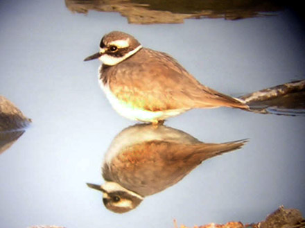 Long-billed Plover