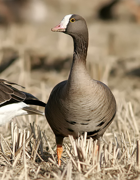 Lesser White-fronted Goose