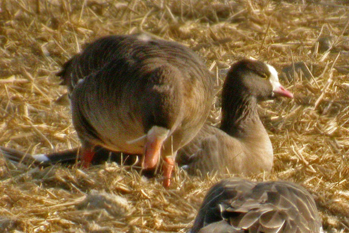 Lesser White-fronted Goose