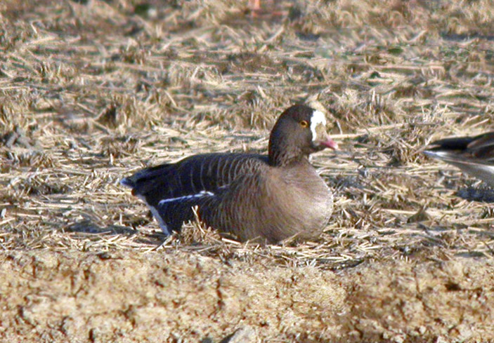 Lesser White-fronted Goose
