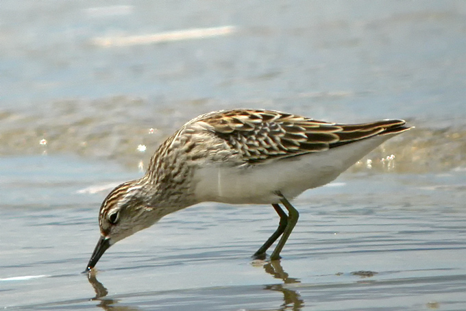 Long-toed Stint