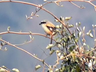 Long-tailed Shrike
