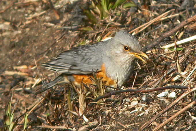 Grey-backed Thrush