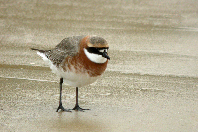 Mongolian Plover