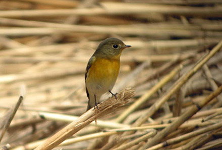 Mugimaki Flycatcher