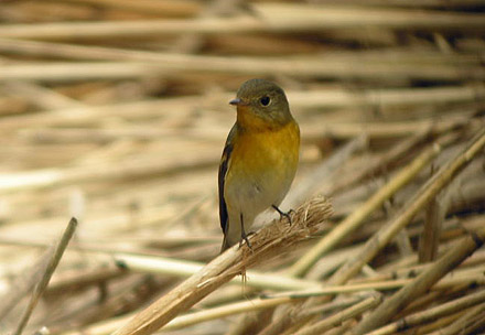 Mugimaki Flycatcher