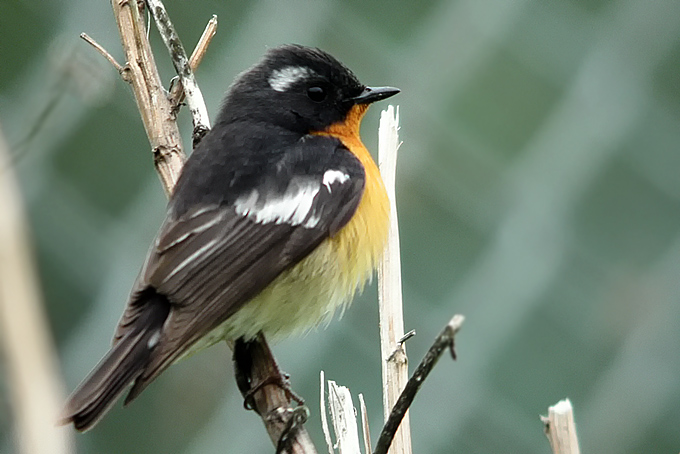Mugimaki Flycatcher