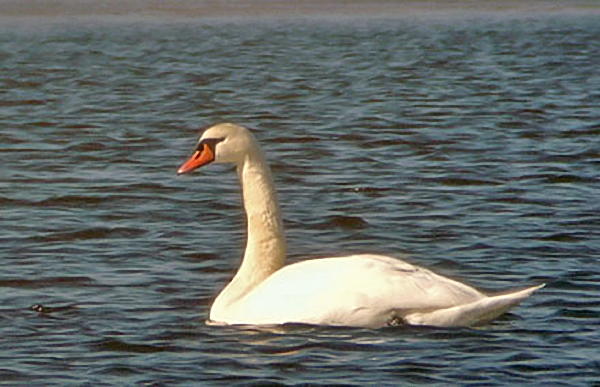 Mute Swan