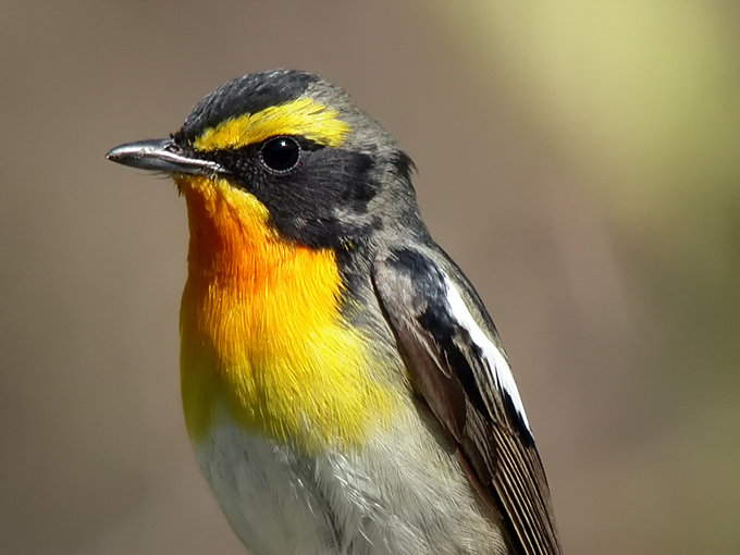 Narcissus Flycatcher