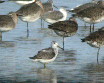 Nordmann's Greenshank