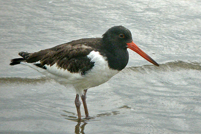Eastern Oystercatcher