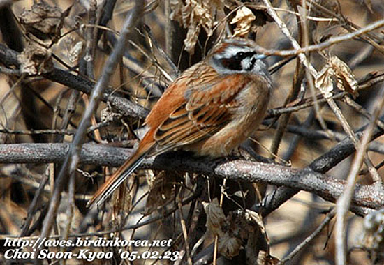 Meadow Bunting