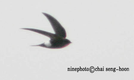 Pacific Swift
