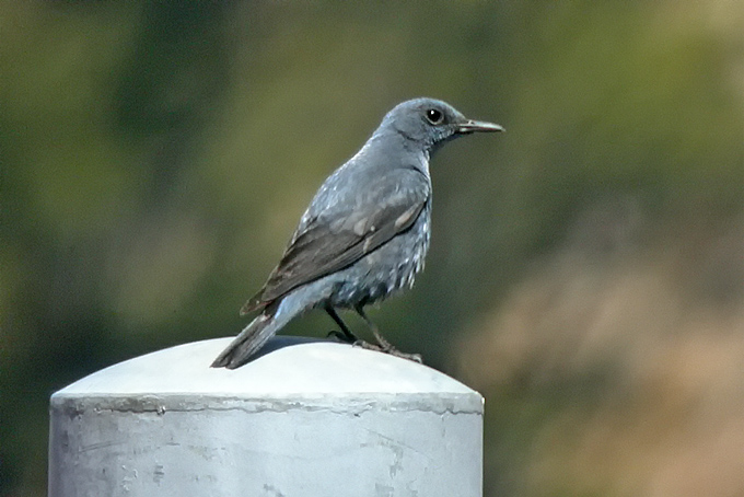 Blue Rock Thrush