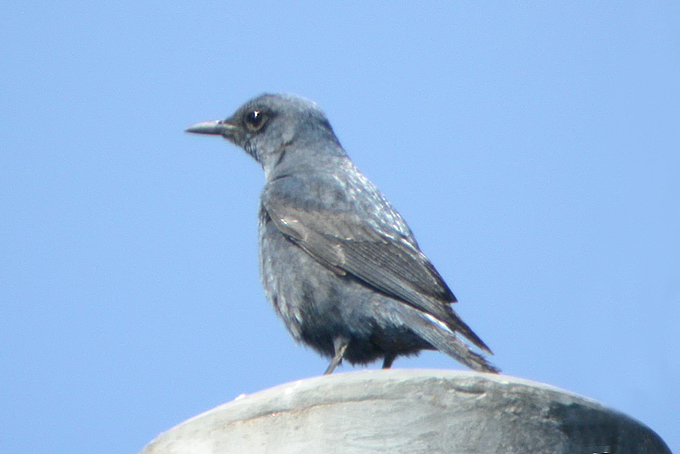 Blue Rock Thrush