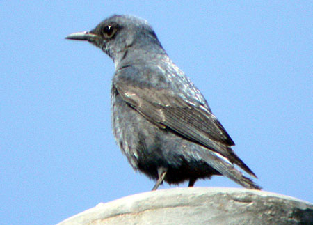 Blue Rock Thrush