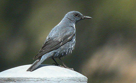 Blue Rock Thrush