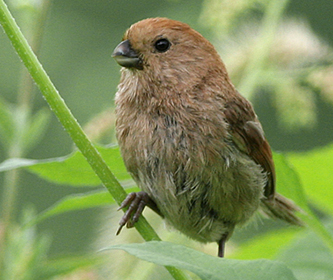 Vinous-throated Parrotbill
