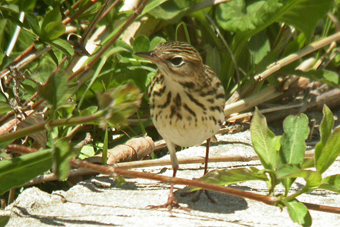 Pechora Pipit