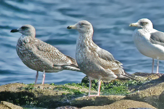 American Herring Gull