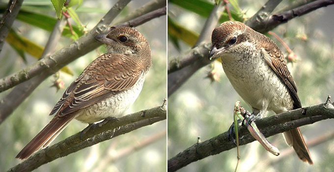 Red-backed Shrike