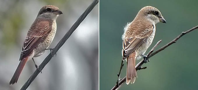 Red-backed/Brown Shrike