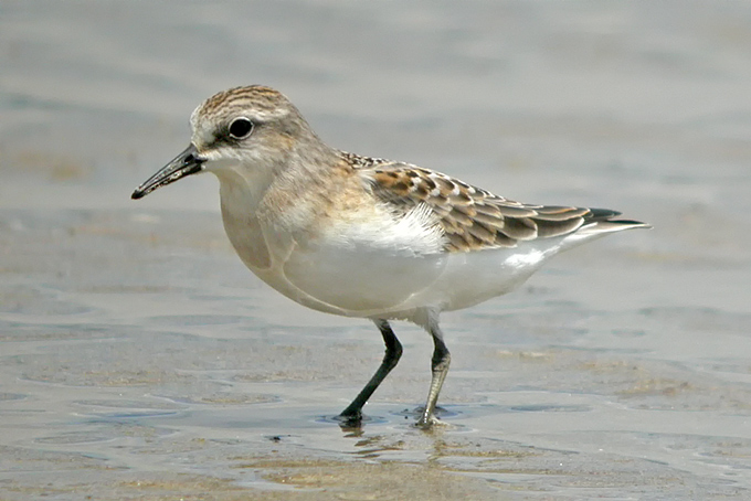 ed-necked Stint