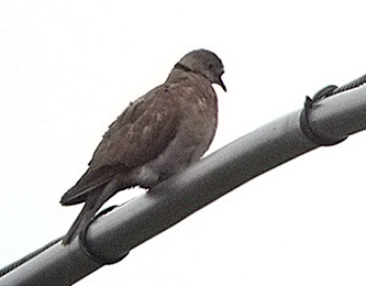 Red Turtle Dove
