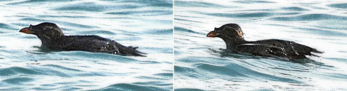 Rhinoceros Auklet